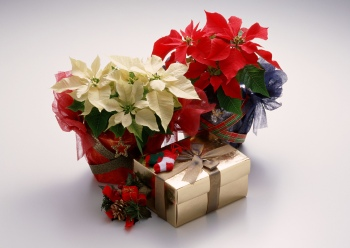 Christmas Backgorunds & Objects #3, 50xJPG