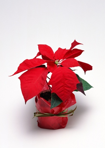 Christmas Backgorunds & Objects #3, 50xJPG