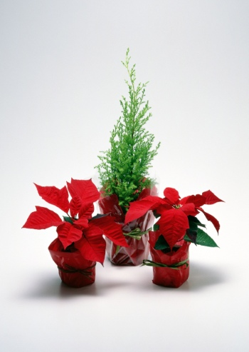 Christmas Backgorunds & Objects #3, 50xJPG