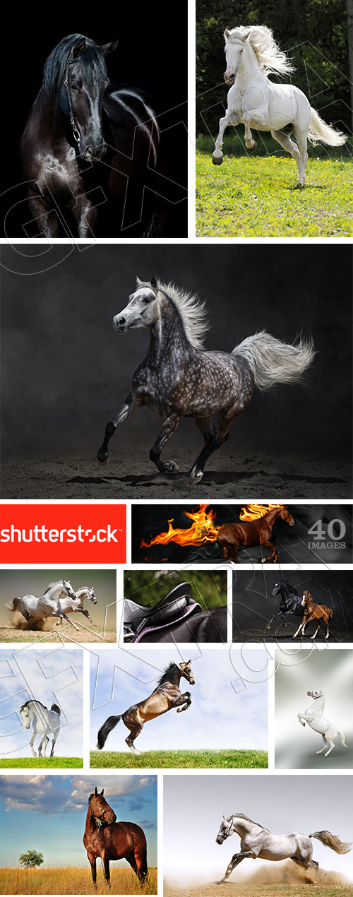 Horse Collection 40xJPG