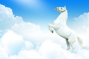 Horse Collection 40xJPG