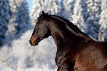 Horse Collection 40xJPG