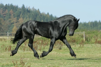 Horse Collection 40xJPG