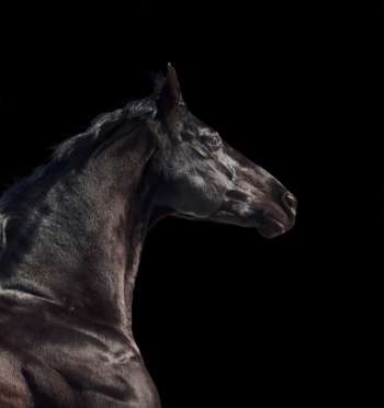 Horse Collection 40xJPG