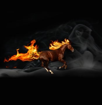 Horse Collection 40xJPG