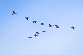 Wanderlust #1, 25xJPG