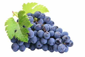 Grapes & Vineyards 18xPNG, 17xJPEG