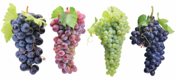 Grapes & Vineyards 18xPNG, 17xJPEG
