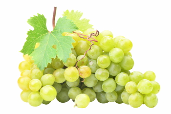 Grapes & Vineyards 18xPNG, 17xJPEG