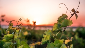 Grapes & Vineyards 18xPNG, 17xJPEG