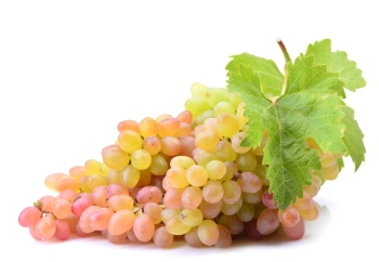 Grapes & Vineyards 18xPNG, 17xJPEG
