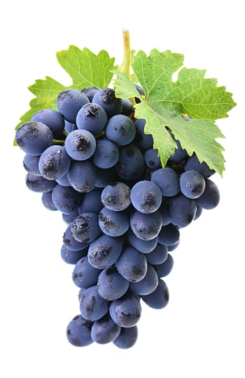 Grapes & Vineyards 18xPNG, 17xJPEG