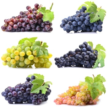 Grapes & Vineyards 18xPNG, 17xJPEG