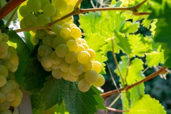 Grapes & Vineyards 18xPNG, 17xJPEG