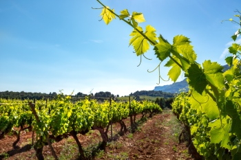 Grapes & Vineyards 18xPNG, 17xJPEG