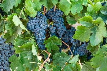 Grapes & Vineyards 18xPNG, 17xJPEG