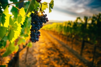 Grapes & Vineyards 18xPNG, 17xJPEG