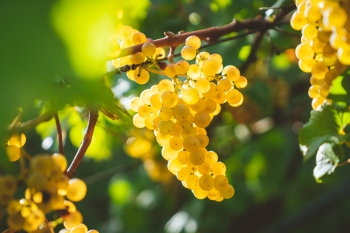 Grapes & Vineyards 18xPNG, 17xJPEG