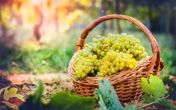 Grapes & Vineyards 18xPNG, 17xJPEG