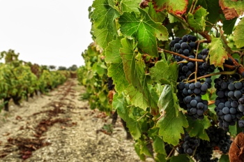 Grapes & Vineyards 18xPNG, 17xJPEG