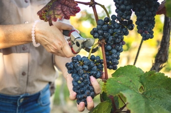 Grapes & Vineyards 18xPNG, 17xJPEG