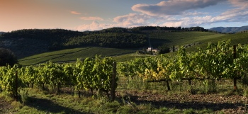 Grapes & Vineyards 18xPNG, 17xJPEG