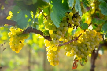 Grapes & Vineyards 18xPNG, 17xJPEG