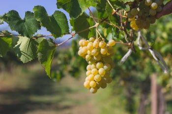 Grapes & Vineyards 18xPNG, 17xJPEG