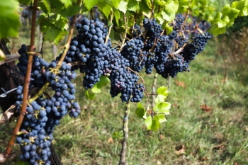 Grapes & Vineyards 18xPNG, 17xJPEG