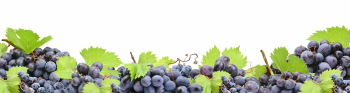 Grapes & Vineyards 18xPNG, 17xJPEG