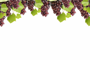 Grapes & Vineyards 18xPNG, 17xJPEG