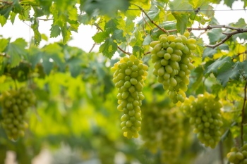 Grapes & Vineyards 18xPNG, 17xJPEG