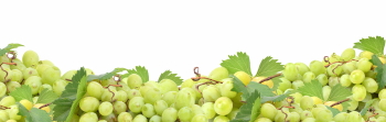 Grapes & Vineyards 18xPNG, 17xJPEG