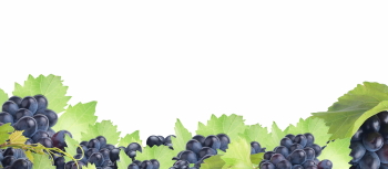 Grapes & Vineyards 18xPNG, 17xJPEG