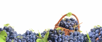 Grapes & Vineyards 18xPNG, 17xJPEG