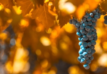 Grapes & Vineyards 18xPNG, 17xJPEG