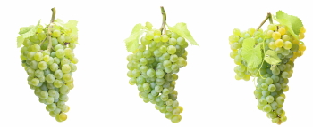 Grapes & Vineyards 18xPNG, 17xJPEG