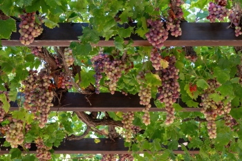 Grapes & Vineyards 18xPNG, 17xJPEG