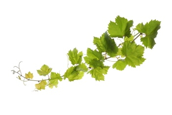 Grapes & Vineyards 18xPNG, 17xJPEG