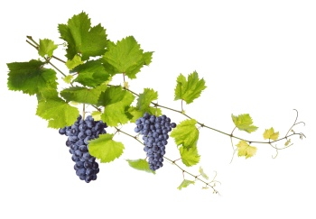 Grapes & Vineyards 18xPNG, 17xJPEG
