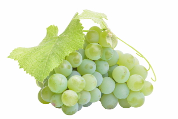 Grapes & Vineyards 18xPNG, 17xJPEG
