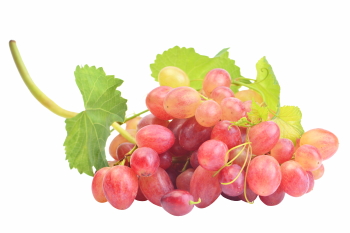 Grapes & Vineyards 18xPNG, 17xJPEG
