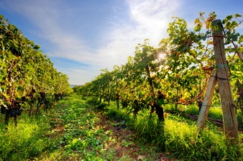 Grapes & Vineyards 18xPNG, 17xJPEG