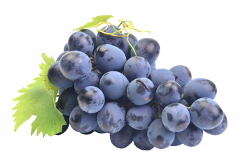 Grapes & Vineyards 18xPNG, 17xJPEG