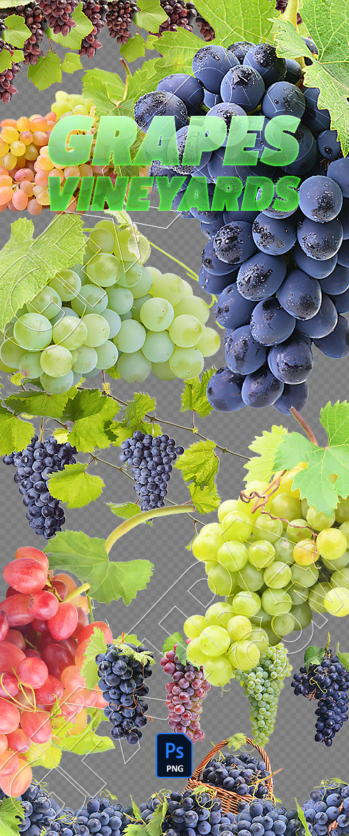 Grapes & Vineyards 18xPNG, 17xJPEG