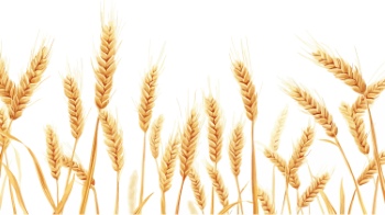 Wheat Abstracts 22xAI, 7xSVG Wheat Abstracts 22xAI, 7xSVG