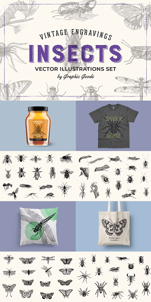 Insects - Vintage Illustrations 1452979