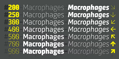 Sinews Sans - 14 Styles + Variable Font Family Sinews Sans - 14 Styles + Variable Font Family