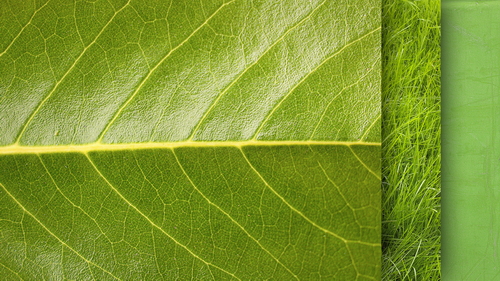 30 Green Textures