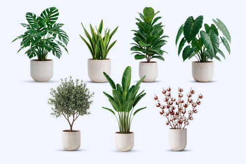 Indoor Plant PSD Bundle – 7 Isolated Pots
